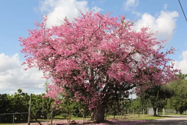 Palo borracho rosado